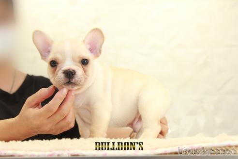 成約済の東京都のフレンチブルドッグ-144403の3枚目