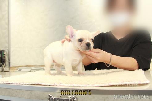 成約済の東京都のフレンチブルドッグ-144414の7枚目