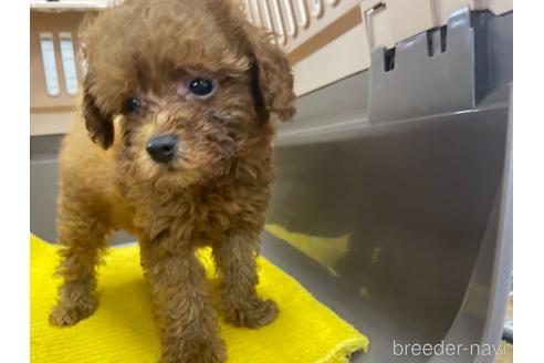 成約済の愛媛県のトイプードル-144409の1枚目