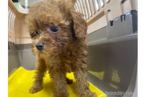 成約済の愛媛県のトイプードル-144409の2枚目