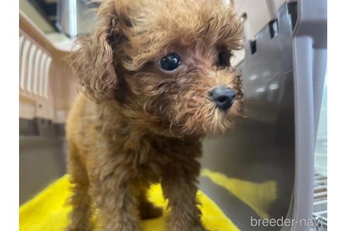 成約済の愛媛県のトイプードル-144409の4枚目