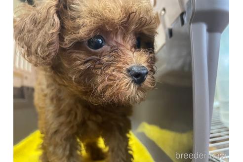 成約済の愛媛県のトイプードル-144409の3枚目