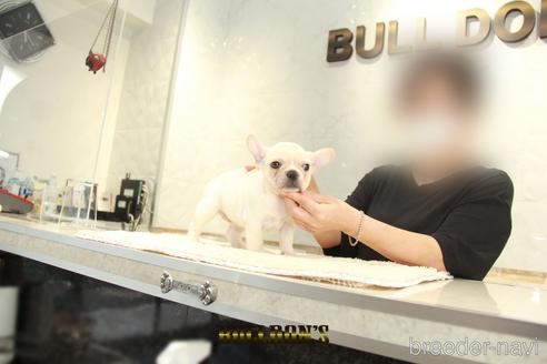 成約済の東京都のフレンチブルドッグ-144414の6枚目