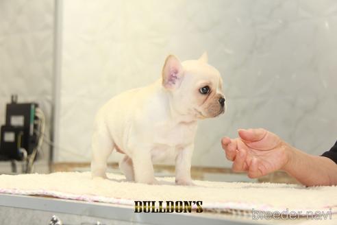 成約済の東京都のフレンチブルドッグ-144414の4枚目