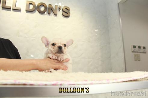 成約済の東京都のフレンチブルドッグ-144414の2枚目