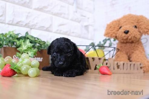 成約済の滋賀県のトイプードル-144379