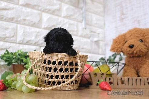 成約済の滋賀県のトイプードル-144379の2枚目