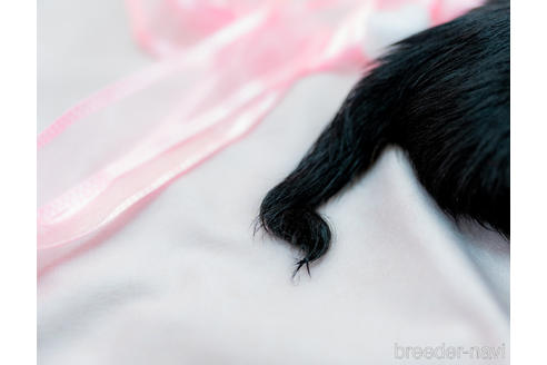 成約済の千葉県のミニチュアダックスフンド(ロングヘアード)-144415の5枚目