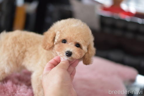 成約済の茨城県のタイニープードル-141791の6枚目