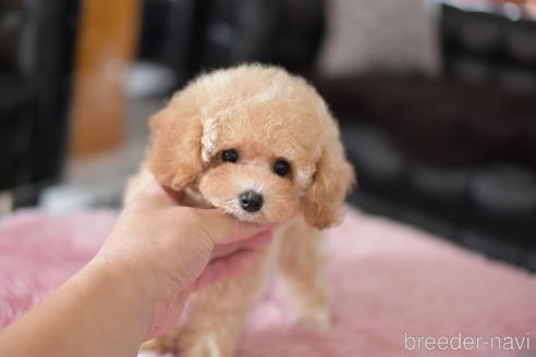 成約済の茨城県のタイニープードル-141791の5枚目