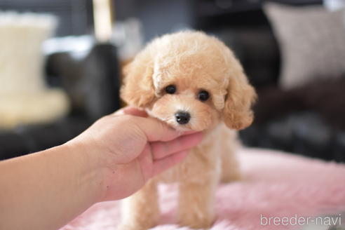 成約済の茨城県のタイニープードル-141791の4枚目