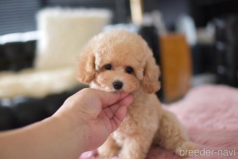 成約済の茨城県のタイニープードル-141791の3枚目