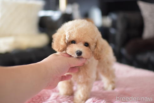 成約済の茨城県のタイニープードル-141791の2枚目