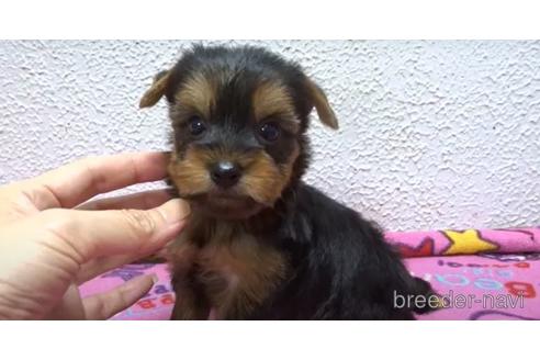 成約済の大阪府のヨークシャーテリア-144542の1枚目