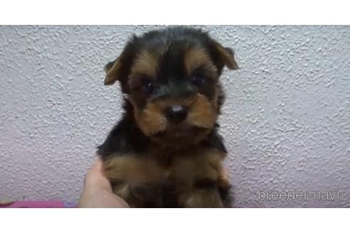 成約済の大阪府のヨークシャーテリア-144542の2枚目