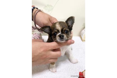 成約済の千葉県のチワワ(ロングコート)-143945の30枚目