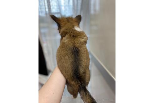 成約済の神奈川県のチワワ(ロングコート)-139552の20枚目
