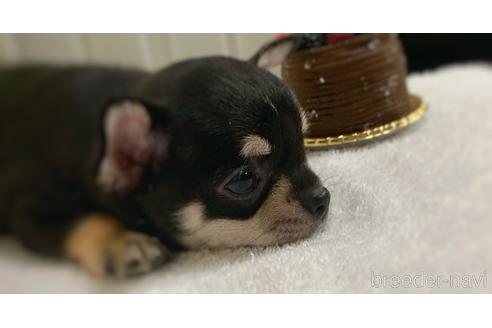 成約済の千葉県のチワワ(スムースコート)-143955の15枚目
