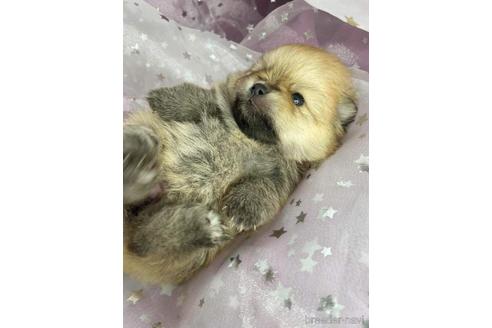 成約済の三重県のポメラニアン-144609の8枚目