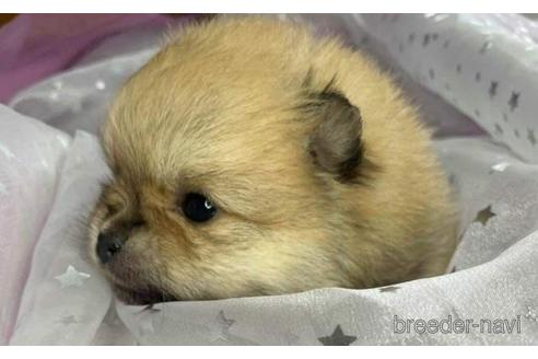 成約済の三重県のポメラニアン-144609の7枚目