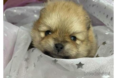 成約済の三重県のポメラニアン-144609の6枚目