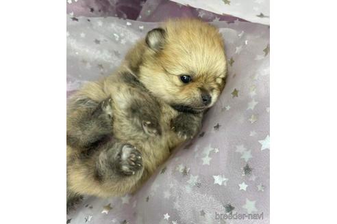 成約済の三重県のポメラニアン-144609の2枚目
