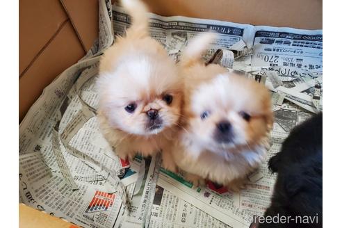 成約済の愛知県のペキニーズ-144645の1枚目