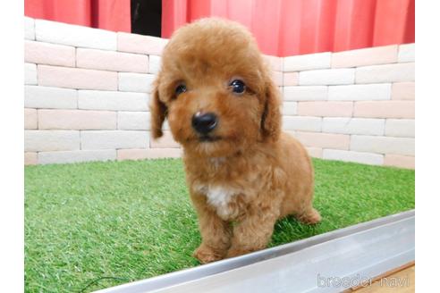 成約済の三重県のトイプードル-142477の3枚目