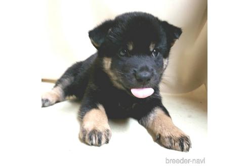 成約済の茨城県の柴犬-144664の1枚目