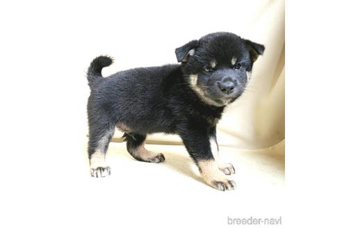 成約済の茨城県の柴犬-144664の5枚目