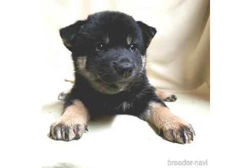 成約済の茨城県の柴犬-144664の2枚目