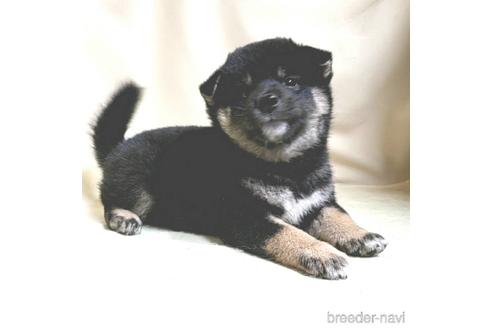 成約済の茨城県の柴犬-144666の1枚目