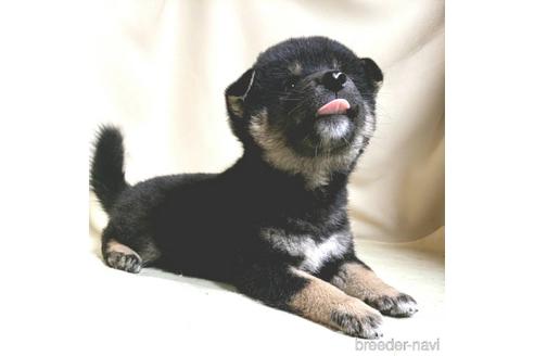 成約済の茨城県の柴犬-144666の4枚目