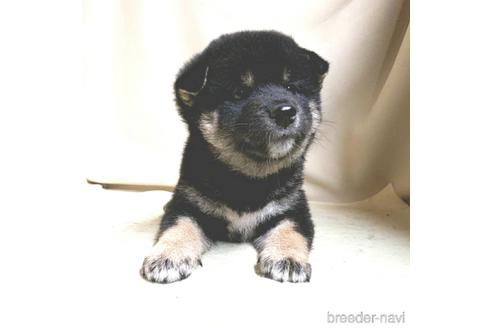 成約済の茨城県の柴犬-144666の3枚目