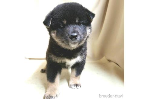 成約済の茨城県の柴犬-144666の2枚目