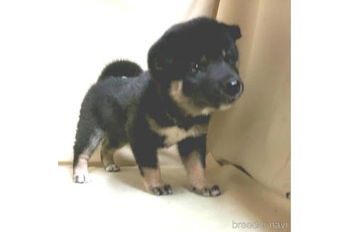 成約済の茨城県の柴犬-144667