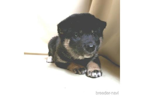 成約済の茨城県の柴犬-144667の4枚目
