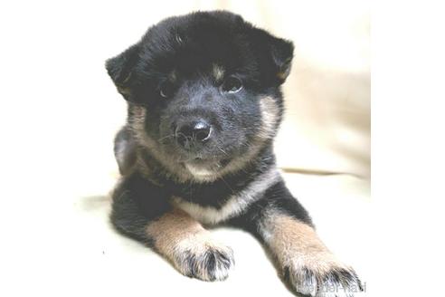 成約済の茨城県の柴犬-144667の2枚目