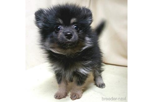 成約済の茨城県のポメラニアン-138911の13枚目