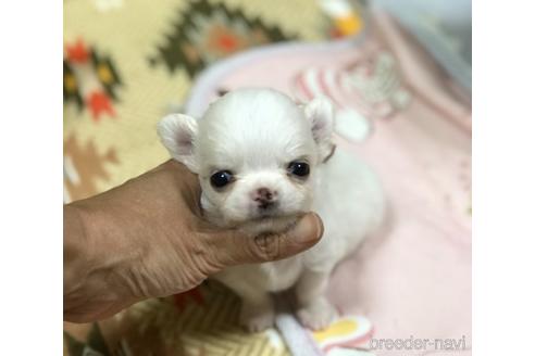 成約済の香川県のチワワ(ロングコート)-144691の5枚目