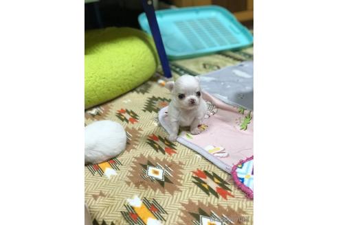 成約済の香川県のチワワ(ロングコート)-144691の6枚目