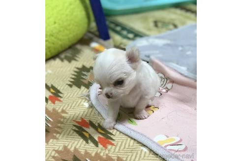 成約済の香川県のチワワ(ロングコート)-144691の7枚目