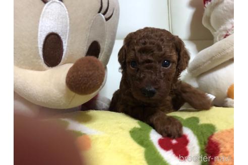 成約済の神奈川県のタイニープードル-144257の1枚目
