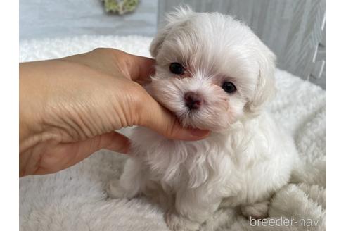 成約済の京都府のマルチーズ-144714