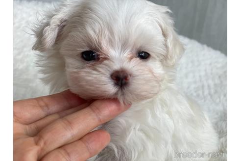 成約済の京都府のマルチーズ-144714の5枚目