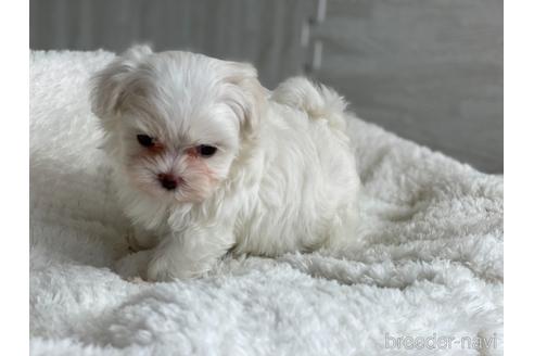 成約済の京都府のマルチーズ-144714の3枚目