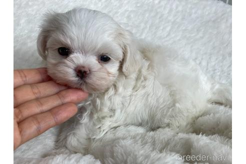 成約済の京都府のマルチーズ-144716