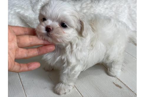 成約済の京都府のマルチーズ-144716の5枚目