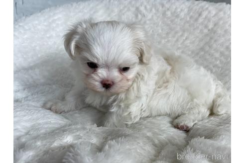 成約済の京都府のマルチーズ-144716の2枚目