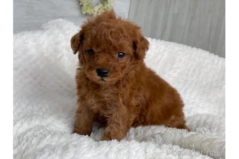 成約済の京都府のトイプードル-144738の5枚目